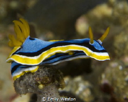 Descending a sponge by Emily Weston 